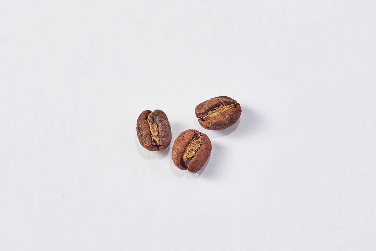 Melbourne - Café Calidad Especialidad Estilo Moderno | 1 kg